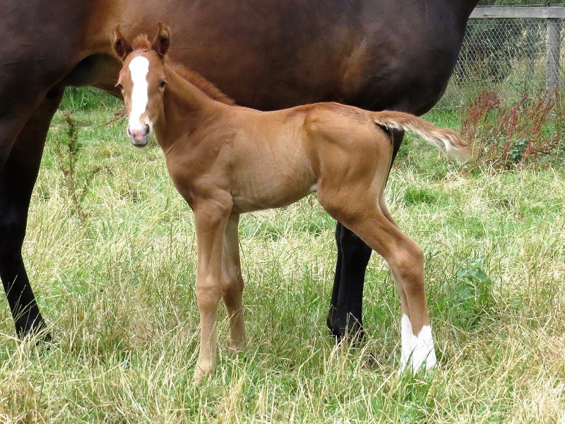 001 Blindy x Warmblood chf 19-12 2d